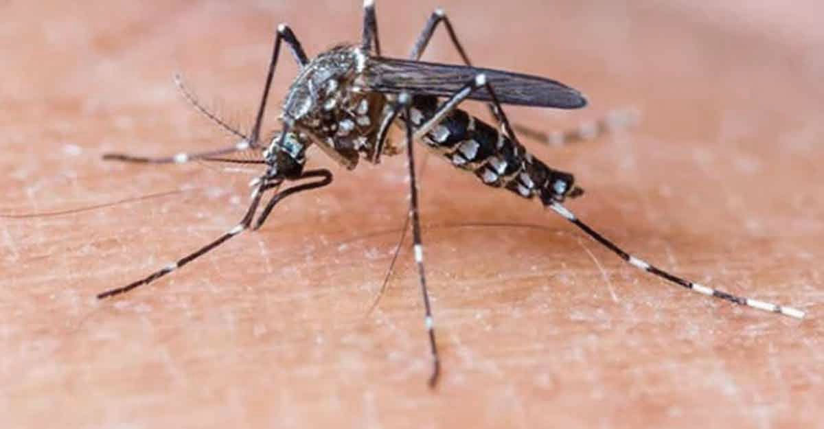 ডেঙ্গুতে আরও ৪ জনের মৃত্যু