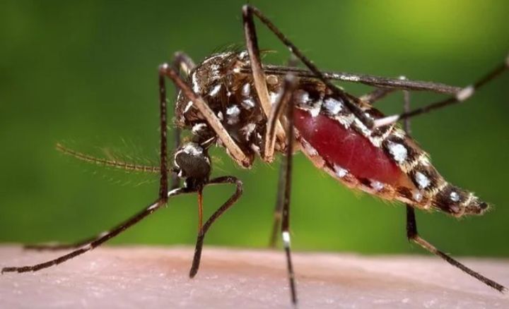 ডেঙ্গুতে মৃত্যু ৫, এক দিনে সর্বোচ্চ রোগী ভর্তি