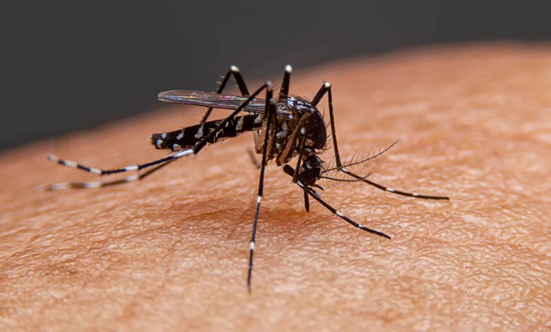 ডেঙ্গুতে মৃত্যু ছাড়াল একশ