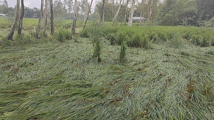 সিত্রাং ঘুর্ণিঝড়ে ফসলের ক্ষতি, দুশ্চিন্তায় কৃষক