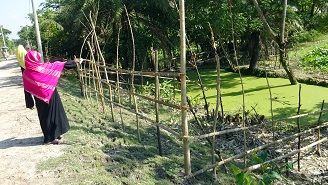 মোরেলগঞ্জে কৃষকের বাগান বাড়ির  গাছ কেটে ফেললো প্রভাবশালীরা