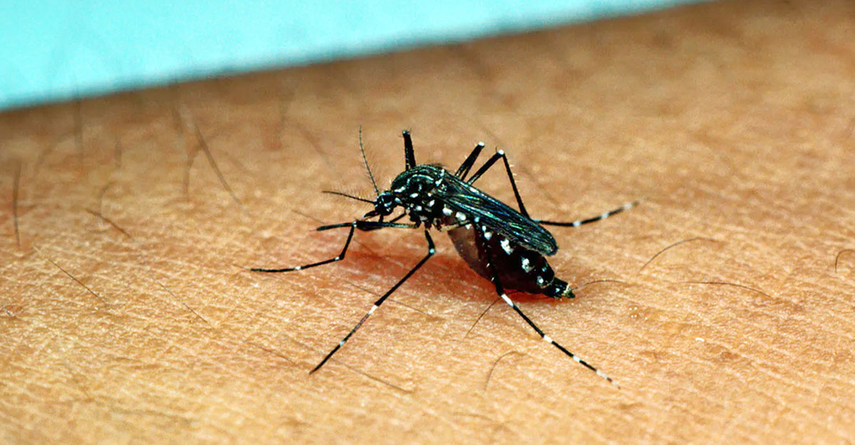 ডেঙ্গুতে আরও ৫ মৃত্যু, হাসপাতালে ভর্তি ৮৭৩