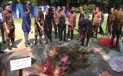 কুড়িগ্রামে প্রায় আড়াই কোটি টাকার মাদক দ্রব্য ধ্বংস করেছে বিজিবি