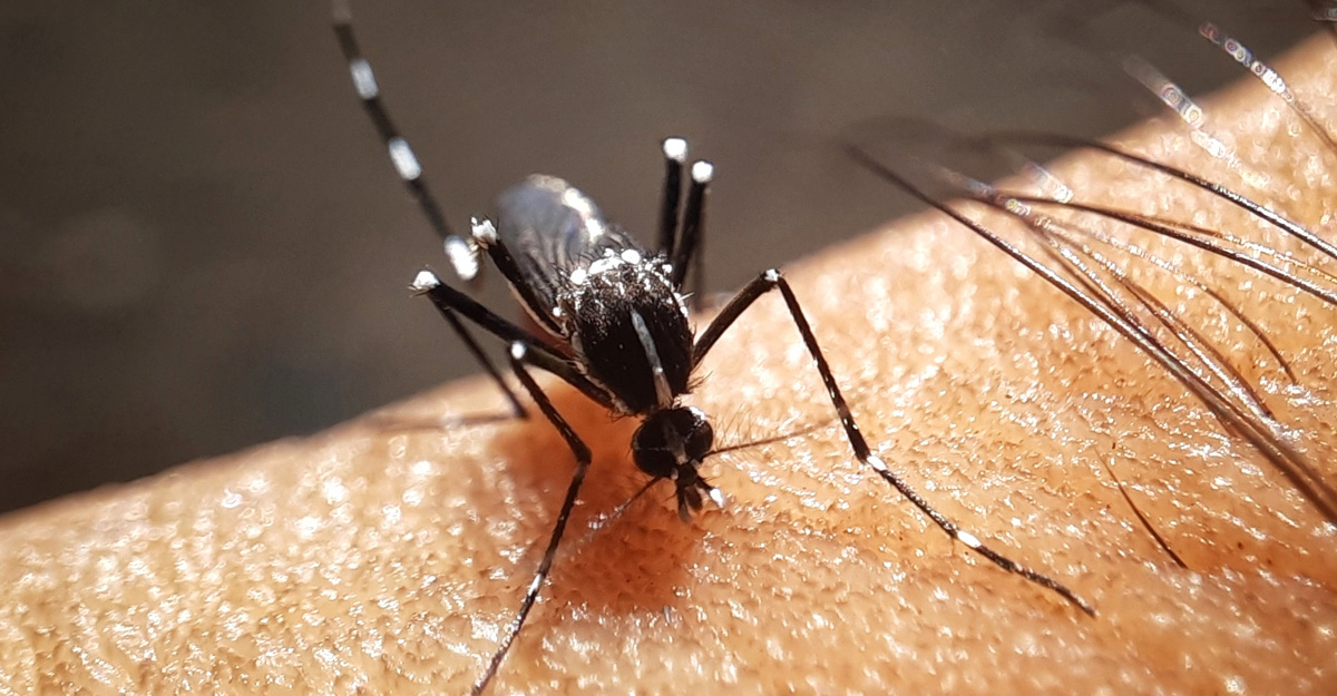 ডেঙ্গুতে মৃত্যু ২শ ছাড়াল, আরও ৮৫৯ রোগী হাসপাতালে