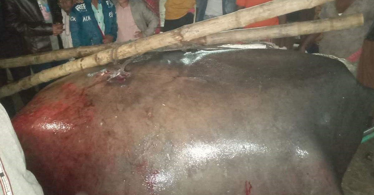 এক শাপলাপাতা মাছর ওজন ৭মণ, ৫০ হাজায় টাকা বিক্রি