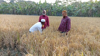 মোরেলগঞ্জে উফশী আমন ধানের বাম্পার ফলন: খুশি কৃষক