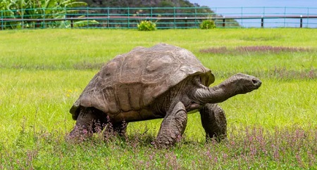 বিশ্বের প্রাচীনতম বাসিন্দার জন্মদিনের প্রস্তুতি চলছে