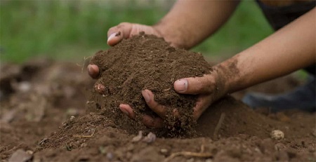 ‘মাটি: খাদ্যের সূচনা যেখানে’: বিশ্ব মৃত্তিকা দিবস আজ