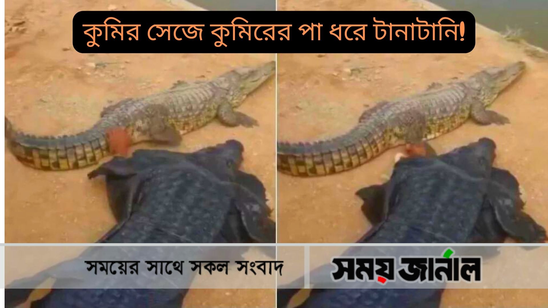 শখ পূরণ করতে কুমির সেজে কুমিরের পা ধরে টানাটানি