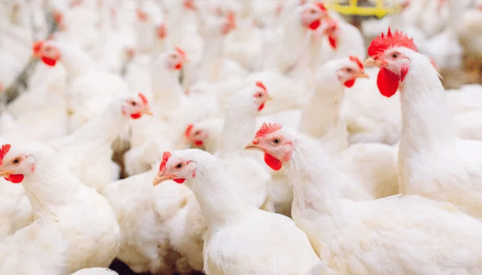 ডলারের দর বেড়ে যাওয়ায় বিপাকে পোলট্রি খাত