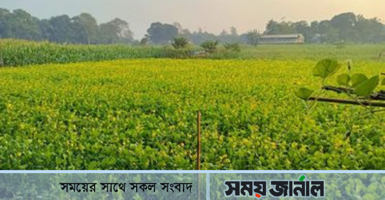 ধামরাইয়ে সরিষার বাম্পার ফলন