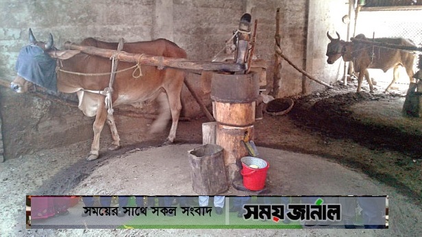 বেড়েছে সরিষা তেলের চাহিদা, কৃষকরাও ঝুকছেন সরিষা চাষে