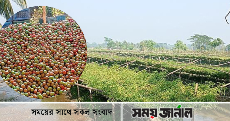টমেটোর বাম্পার ফলনে চাষিদের মুখে তৃপ্তির হাসি