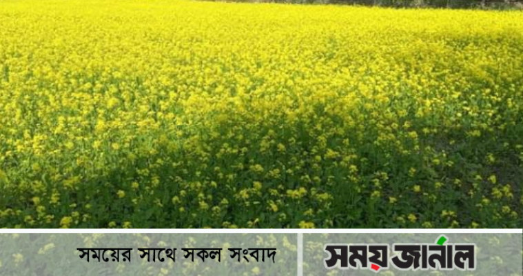 নোয়াখালীতে সরিষার বাম্পার ফলন, কৃষকের মুখে হাঁসি