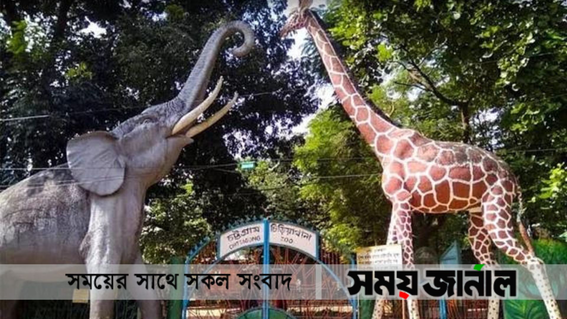 দক্ষিণ আফ্রিকা থেকে আসছে এক জুটি সিংহ-সিংহী