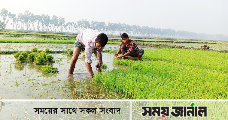 বেড়েছে কৃষি উপকরণের দাম, তবুও বোরো রোপণে ব্যস্ত কৃষক