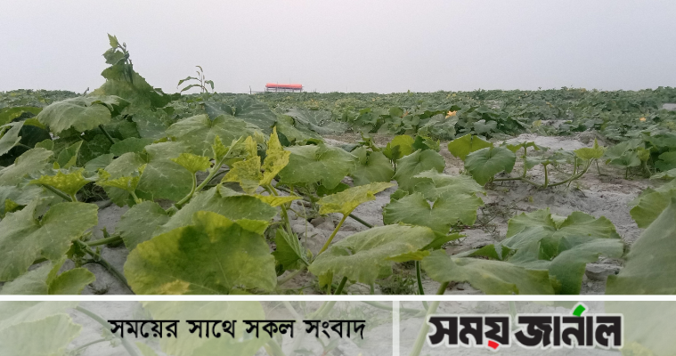 পানিশূন্য তিস্তার চরাঞ্চলে ফসলের চাষাবাদ, স্বপ্ন দেখছেন কৃষকেরা
