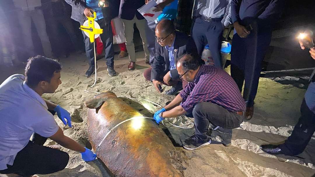 সৈকতের বালিয়াড়ি থেকে বিরল প্রজাতির ডলফিন ও কাছিম উদ্ধার