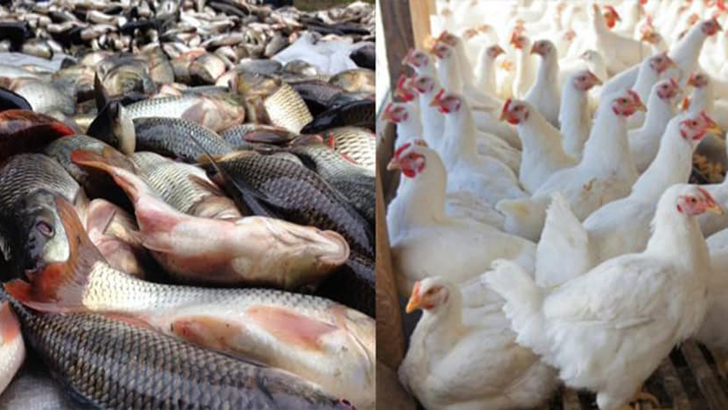 ২ দিনের ব্যবধানে ব্রয়লার মুরগির দাম বেড়ে ২২০ টাকা