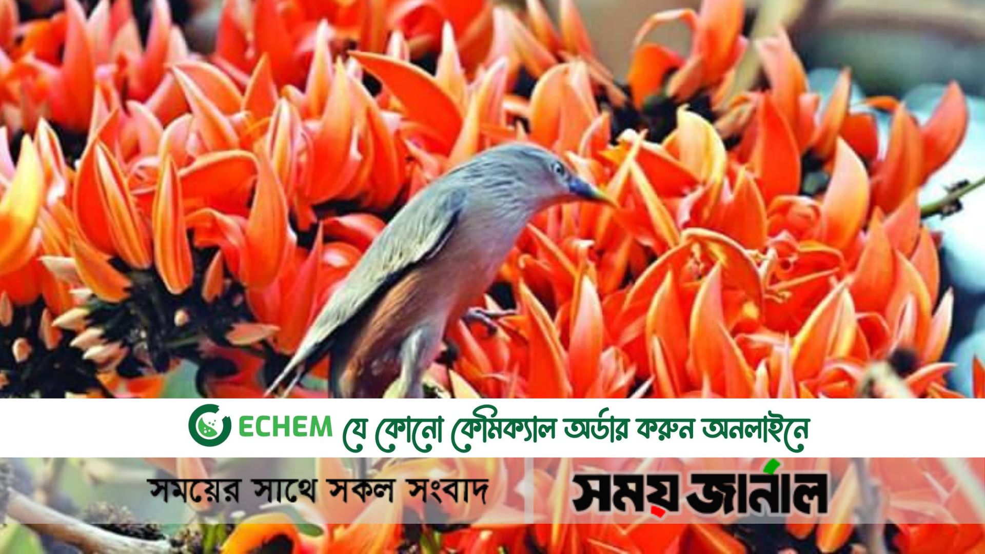 আজ পহেলা ফাল্গুন ও ভ্যালেন্টাইনস ডে