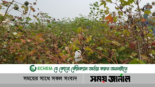 নোবিপ্রবিতে গবেষণা: উপকূলীয় অঞ্চলে তুলা চাষের সম্ভাবনা