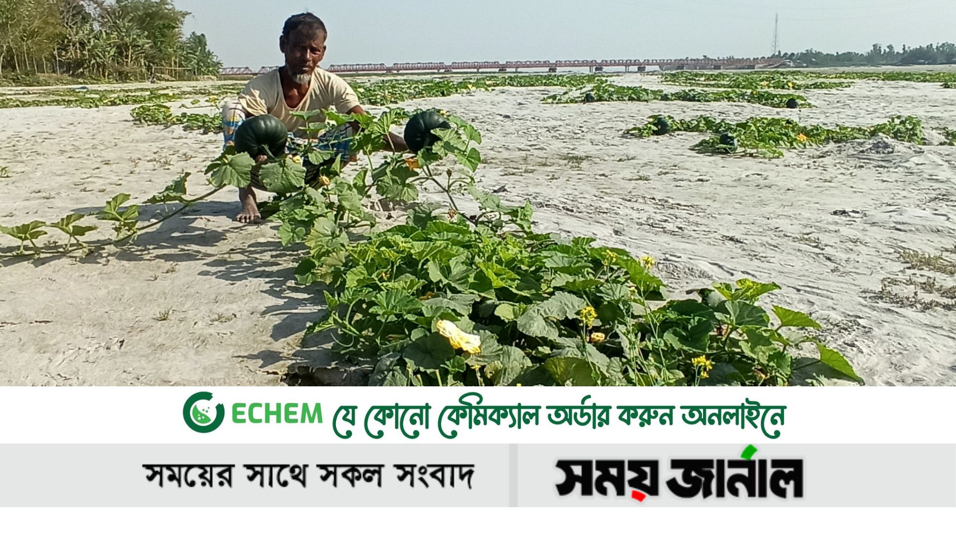 তিস্তার চরে মিষ্টি কুমড়া চাষে কৃষকের মুখে সুখের হাসি