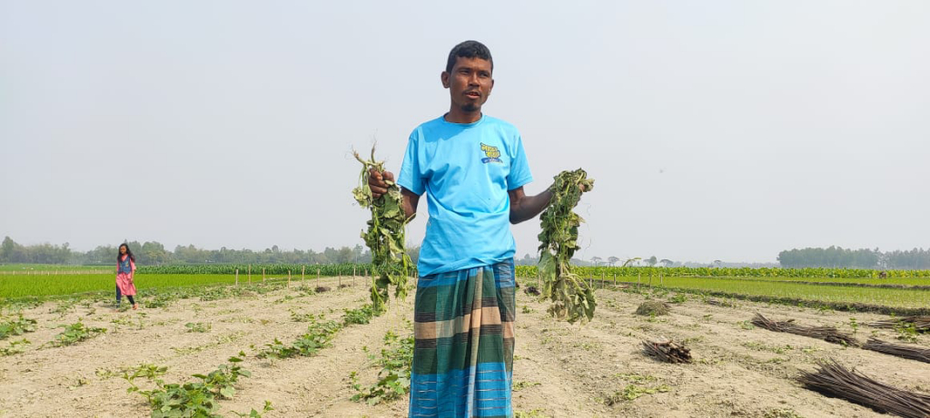 দুই বিঘা জমির শসা গাছ উপড়ে দিয়েছে দুর্বৃত্তরা
