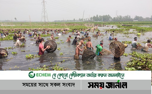 রায়পুরায় শতবর্ষী বিলে পলো-বাওয়া মাছ ধরার উৎসব