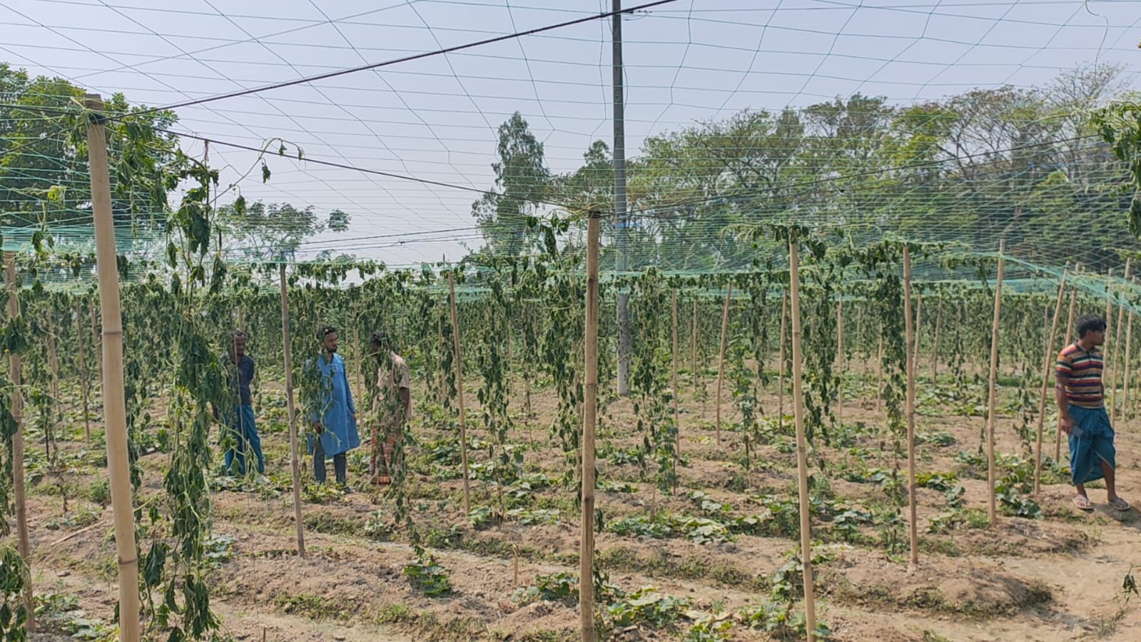 ২৫০০ করলা গাছ উপড়ে ফেলেছে দুর্বৃত্তরা