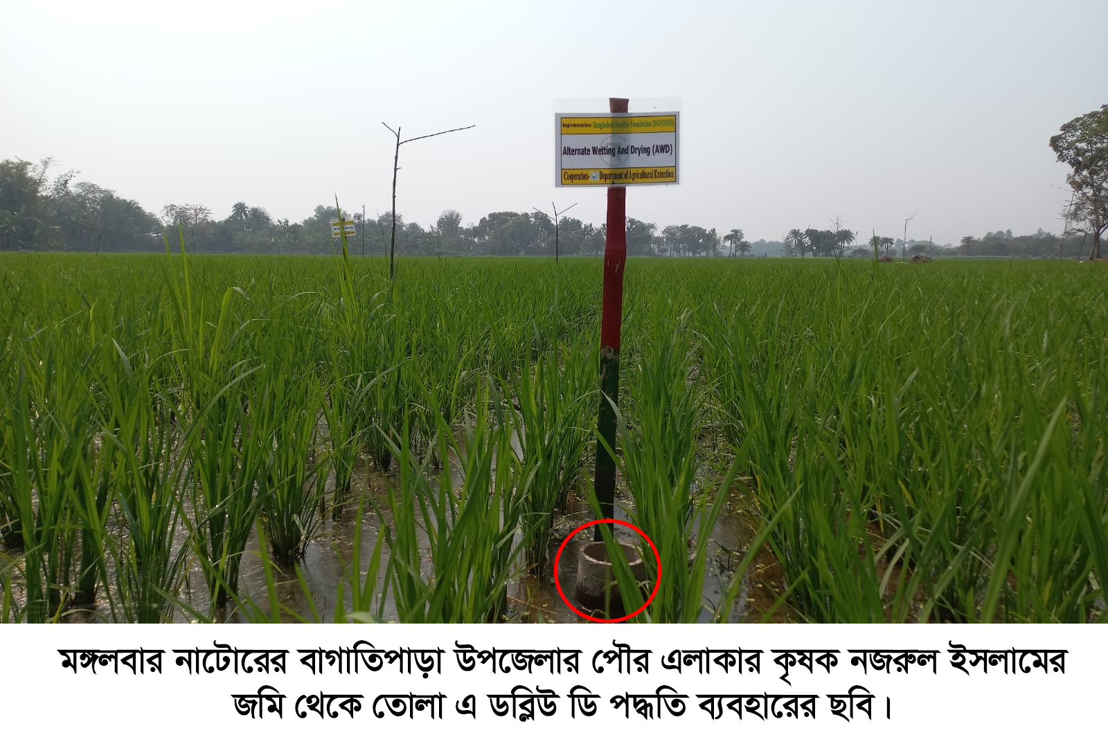 সেচে পানি সাশ্রয়ী প্রযুক্তি ব্যবহারে লাভবান হচ্ছেন কৃষকরা