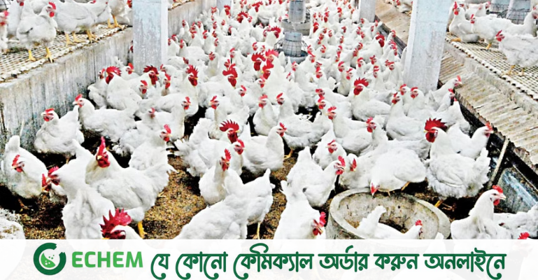 পোল্ট্রি খাতে ৫২ দিনে ৯৩৬ কোটি টাকা হাতিয়ে নেওয়ার অভিযোগ