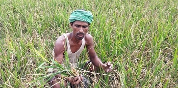 মোরেলগঞ্জে লবন পানিতে সাড়ে ৩ শ' বিঘা বোরো ফসলের ধান নষ্ট