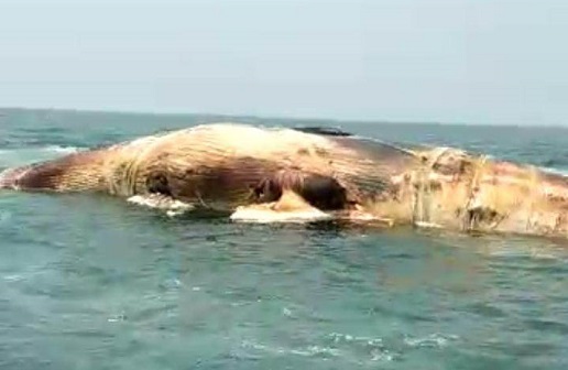 কক্সবাজারের হিমছড়ি সৈকতে ভাসছে বিশাল আকৃতির তিমি