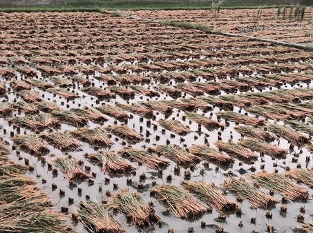 সাতক্ষীরার কালিগঞ্জে বৃষ্টির পানিতে ভাসছে কৃষকের স্বপ্ন