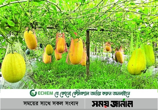 বাহারি রঙের তরমুজ, লাভ চারগুণ ও  চাষপদ্ধতি পরিবেশবান্ধব