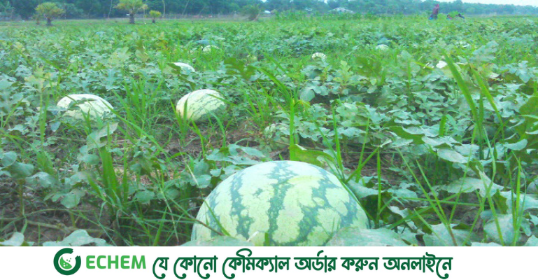 অনাবাদি জমিতে তরমুজের বাম্পার ফলনে কৃষকের মুখে হাসি