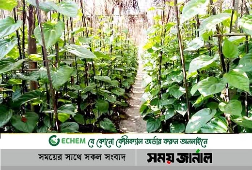 উৎপাদন খরচ কম, লাভও বেশি: পান চাষে স্বাবলম্বী কুড়িগ্রামের চাষিরা