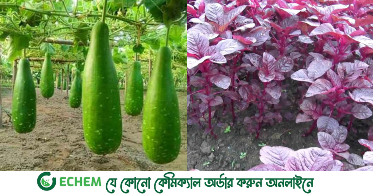 গোপালগঞ্জে অনাবাদি জমিতে বেড়েছে ফসলের আবাদ