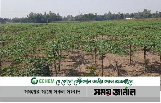 সবজি চাষে নীরব বিপ্লব