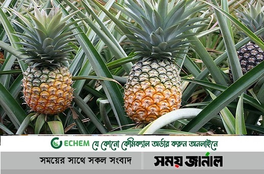 নরসিংদীতে রাবানের সুস্বাদু আনারসের খ্যাতি দেশজুড়ে