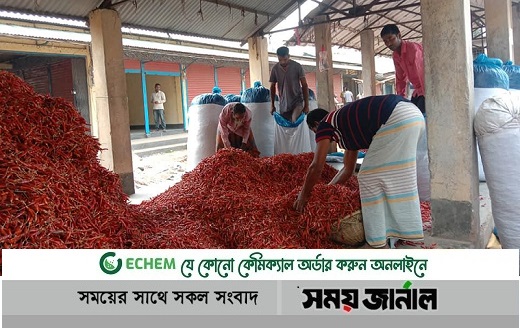 ঠাকুরগাঁওয়ে মরিচের বাম্পার ফলন, কৃষকের মুখে হাসি