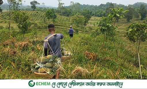 মিষ্টি ও রসালো আশাউড়ার আনারস ১০০ টিলায় চাষ হয়েছে