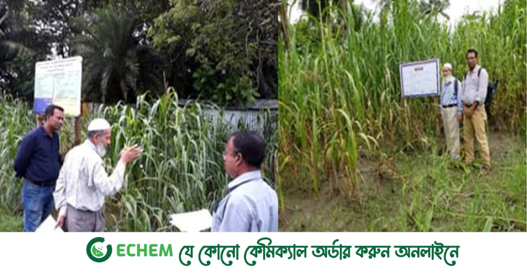 লবণাক্ত এলাকায় গো খাদ্যের চাহিদা মেটাবে পাকচোং ঘাস