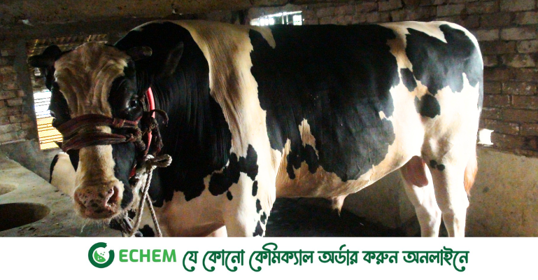 সাতক্ষীরায় ঈদের হাটের হিরো ৪০ মণের সম্রাট ও ৩৫ মণের শুভরাজ