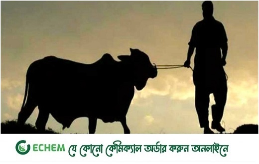 কোরবানির দিনে কোরবানি করাই সবচেয়ে বড় ইবাদত