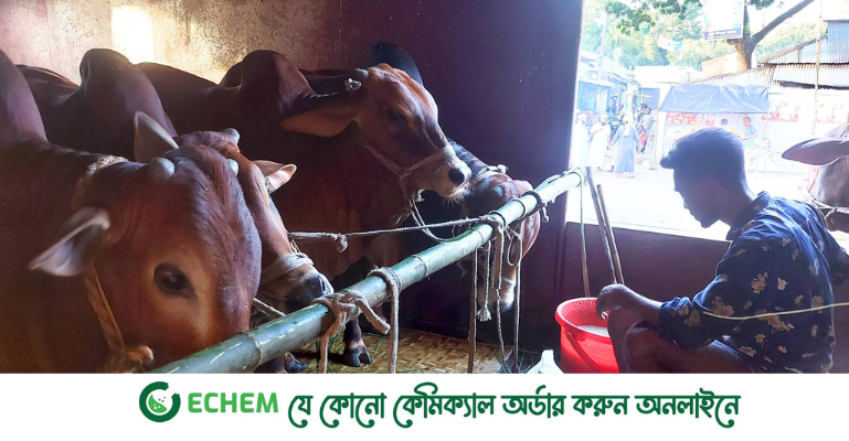 জামালপুর থেকে ৪০০ গরু নিয়ে ঢাকার পথে ক্যাটল স্পেশাল ট্রেন