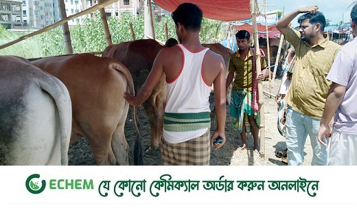 সাধ ও সাধ্যের বিস্তর ফারাক, লাখ দিয়ে শুরু গরুর দাম