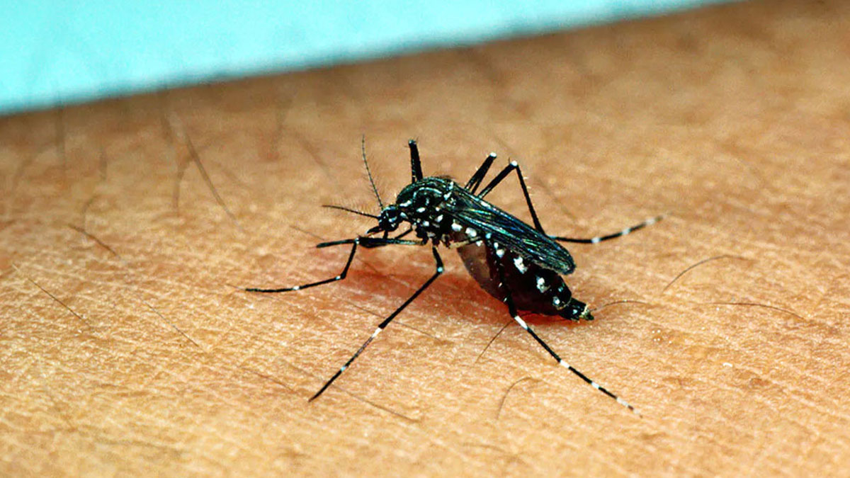 ডেঙ্গুতে ২ জনের মৃত্যু, হাসপাতালে আরও ১৪৫