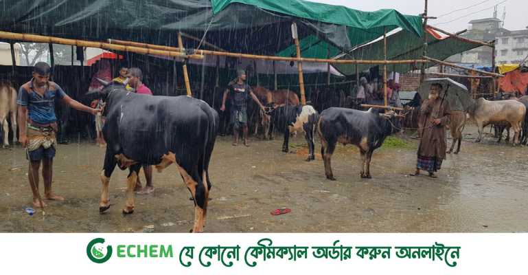 শেষ সময়ে পশুর হাটে বৃষ্টির ভোগান্তি, কমেছে ক্রেতা