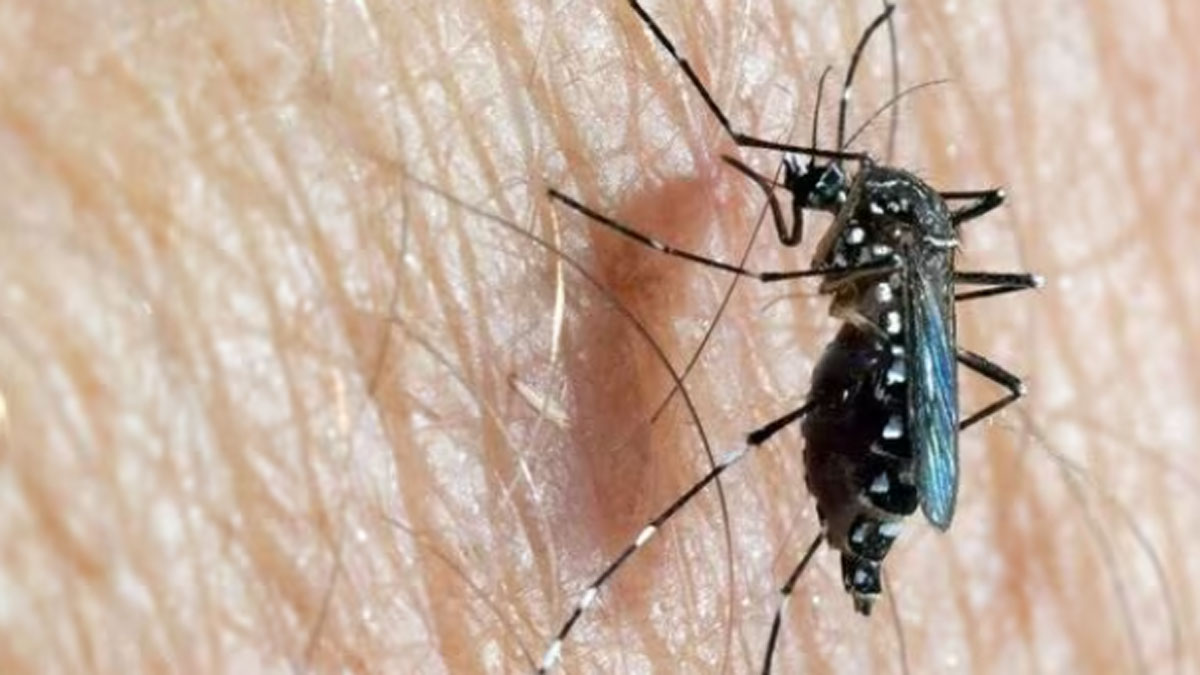 ডেঙ্গুতে ৪ জনের মৃত্যু, হাসপাতালে আরও ৪৩৬